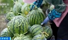 热门大瓜 独家爆料,热门大瓜背后的惊人真相